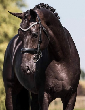 Galaxie, Etalon KWPN