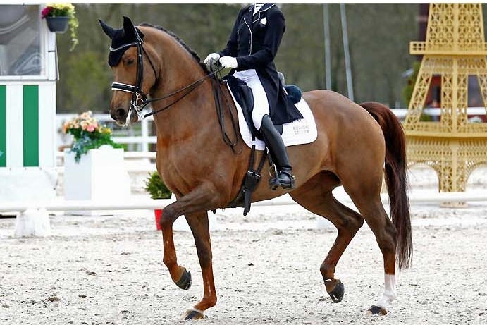 Bianca, KWPN mare by Jazz x Krack C