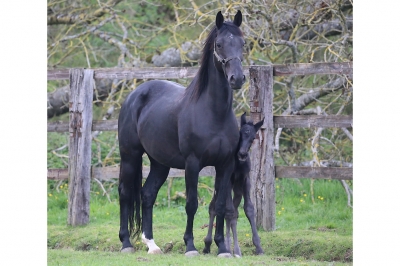 Photo du cheval