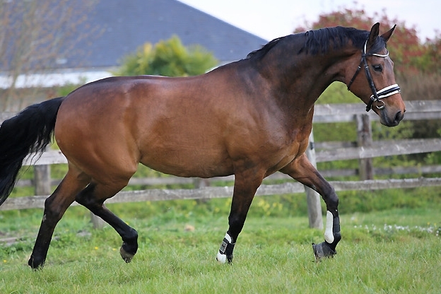 Blue Eyes, Jument Hanovrienne par Bergerac x Londonderry