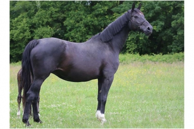 Photo du cheval