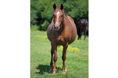 Photo du cheval