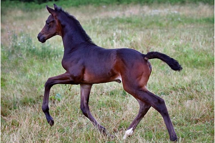 Spice Girl du Feuillard par Galaxie x Apache
