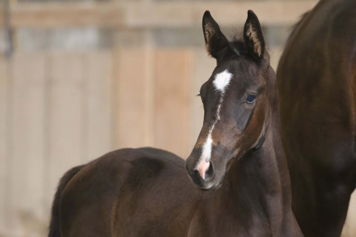 Shadow Of Totilas du Feuillard, Femelle de 2022 par Totilas x Bernay x Jazz