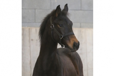 Photo du cheval