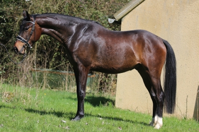 Photo du cheval