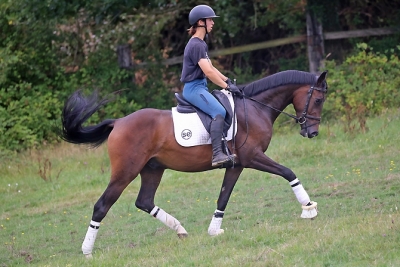 Photo du cheval