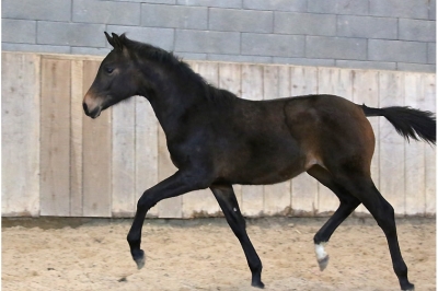 Photo du cheval