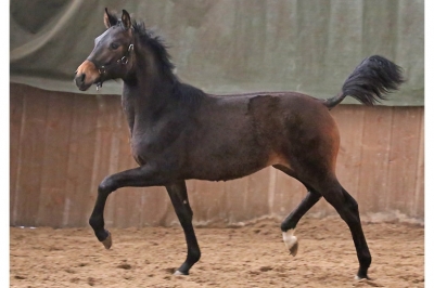 Photo du cheval