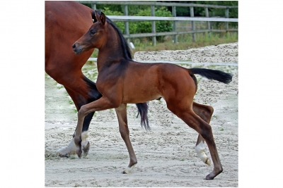 Photo du cheval
