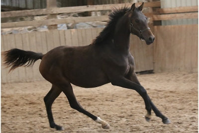 Photo du cheval