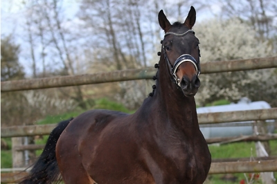 Photo du cheval