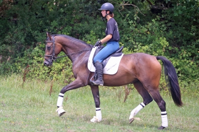 Photo du cheval
