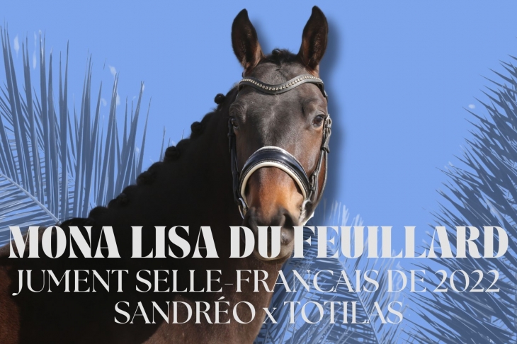 Mona Lisa du Feuillard, Femelle Selle-Français née le 20/08/2022 par Sandréo x Totilas