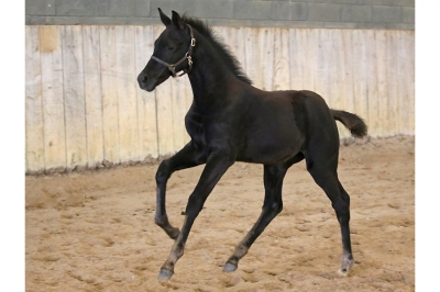 Photo du cheval