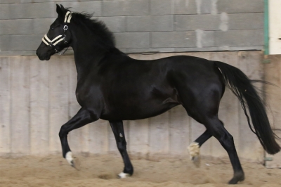Photo du cheval