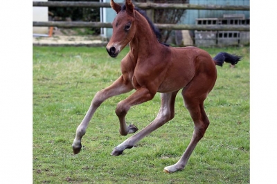 Photo du cheval