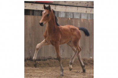 Photo du cheval