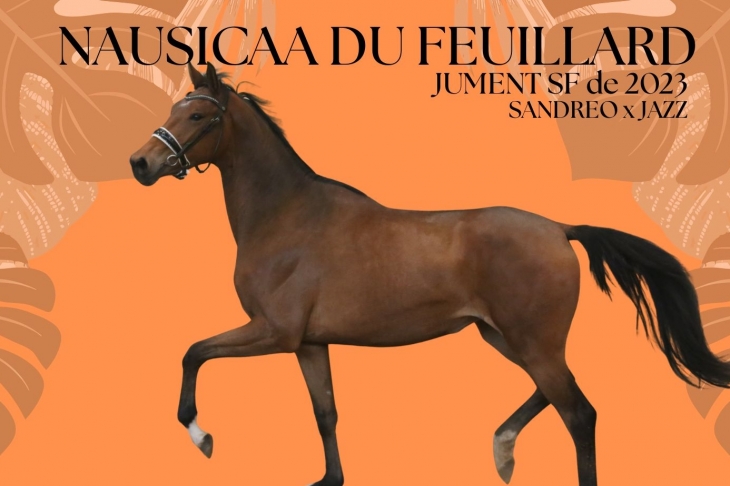 NAUSICAA DU FEUILLARD, Jument Selle-Français, née le 03/03/2023 par SANDREO x JAZZ