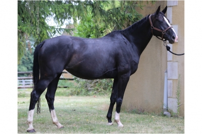 Photo du cheval