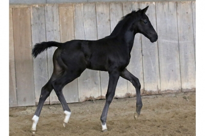 Photo du cheval