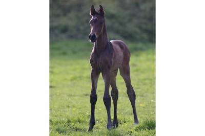 Photo du cheval