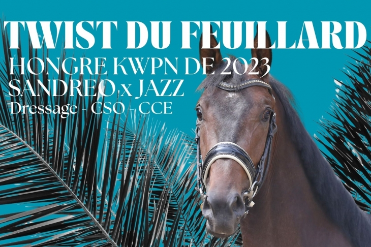Twist du Feuillard, Hongre KWPN par Sandréo x Jazz