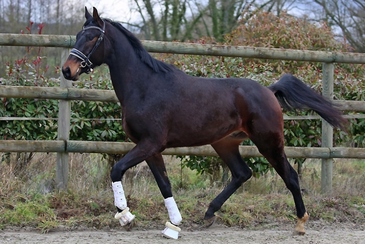 TWIST DU FEUILLARD, Hongre KWPN de 2023 par SANDREO x JAZZ