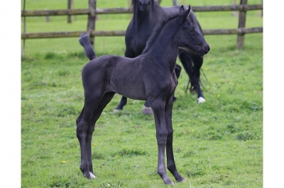 Photo du cheval
