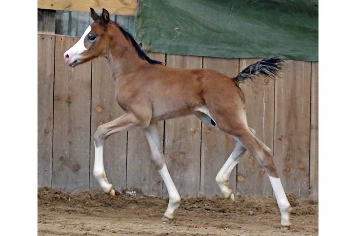 Tommy du Feuillard, Mâle KWPN, né en 2023 par MIGHTY MAGIC (Champion du Monde de Complet des 7 ans) w FWROG GEMMA
