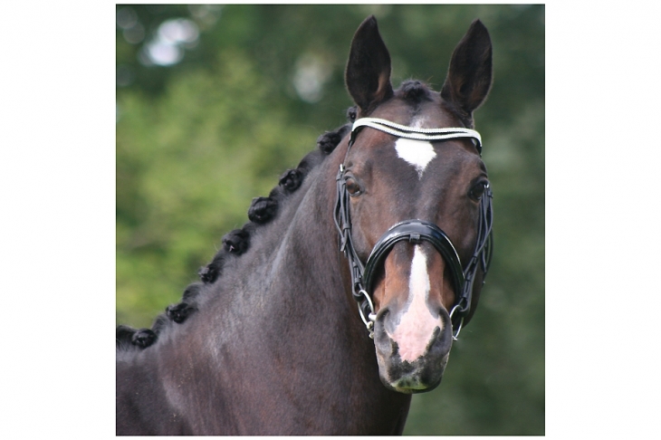 Pégasus, portrait