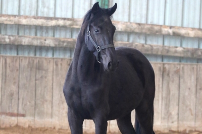 Photo du cheval