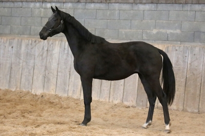 Photo du cheval