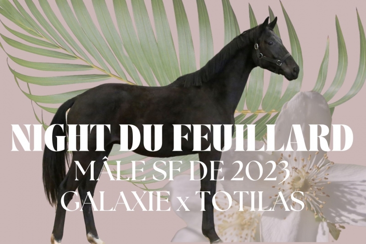 Night du Feuillard, Mâle Selle-Français, né le 05/06/2023 par Galaxie x Totilas