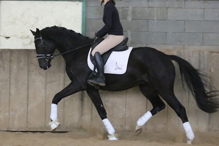 Night du Feuillard, Hongre Selle Français, né en 2023 par Galaxie x Totilas