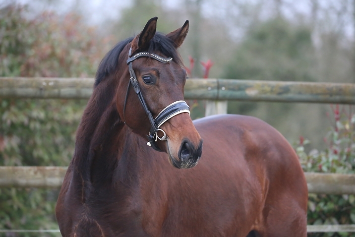 TUTTI FRUTTI DU FEUILLARD, Jument KWPN de 2023 par GALAXIE x BERGERAC