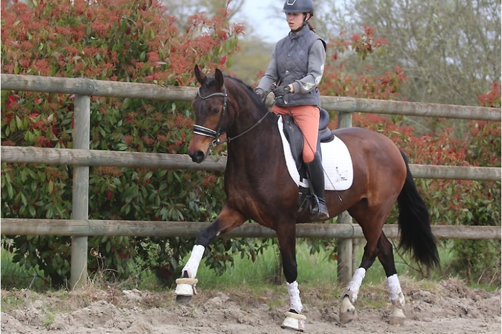 TUTTI FRUTTI DU FEUILLARD, Jument KWPN de 2023 par GALAXIE x BERGERAC (BELLISSIMO) x LONDONDERRY