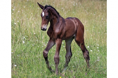 Photo du cheval