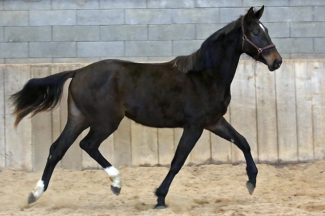 TSARINE DU FEUILLARD, Femelle KWPN de 2023 par CASSITANO x APACHE