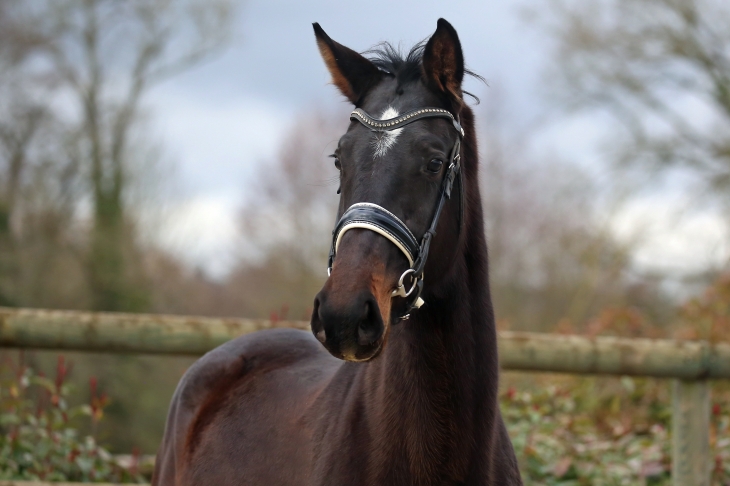 TSARINE DU FEUILLARD, Jument KWPN de 2023 par CASSITANO x APACHE