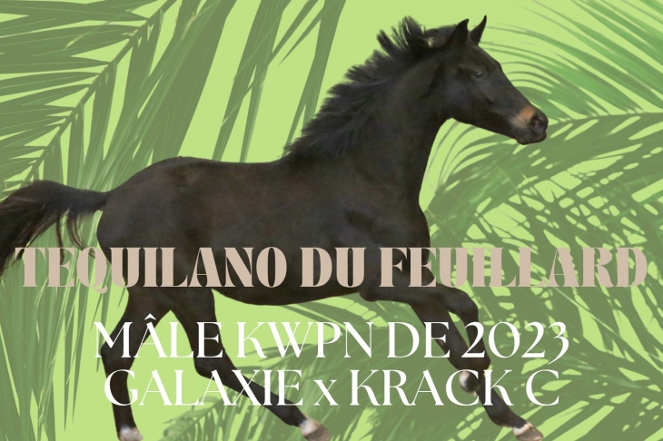 Tequilano du Feuillard, Mâle KWPN de 2023 par Galaxie x Krack C