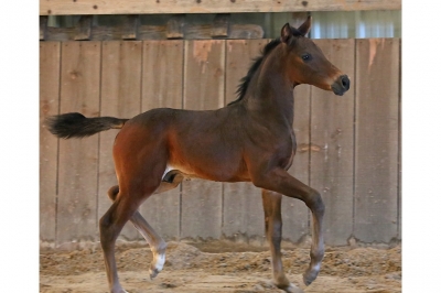 Photo du cheval