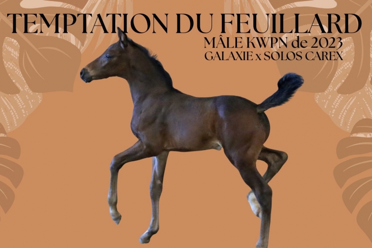 Temptation du Feuillard, Mâle KWPN né le 15/08/2023 par Galaxie x Solos Carex