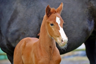 Photo du cheval