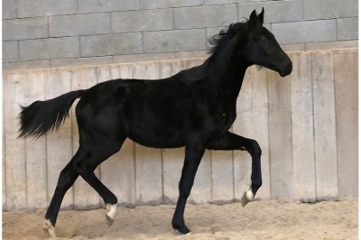 Photo du cheval