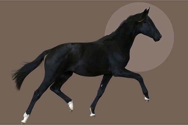 UGOBOSS DU FEUILLARD, Mâle KWPN de 2024 par GALAXIE x TOTO Jr (par Totilas)