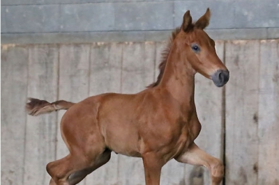 Photo du cheval