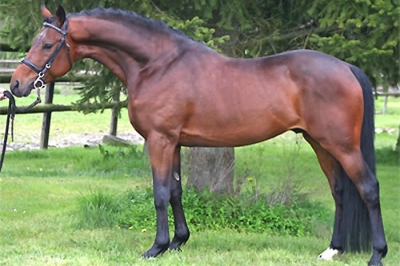 Photo du cheval