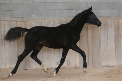 Photo du cheval