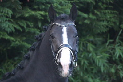 Photo du cheval